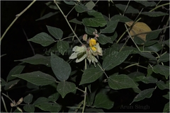 Paracalyx scariosus